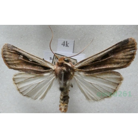 Dichagyris musiva (Hübner, 1803) Italy4k